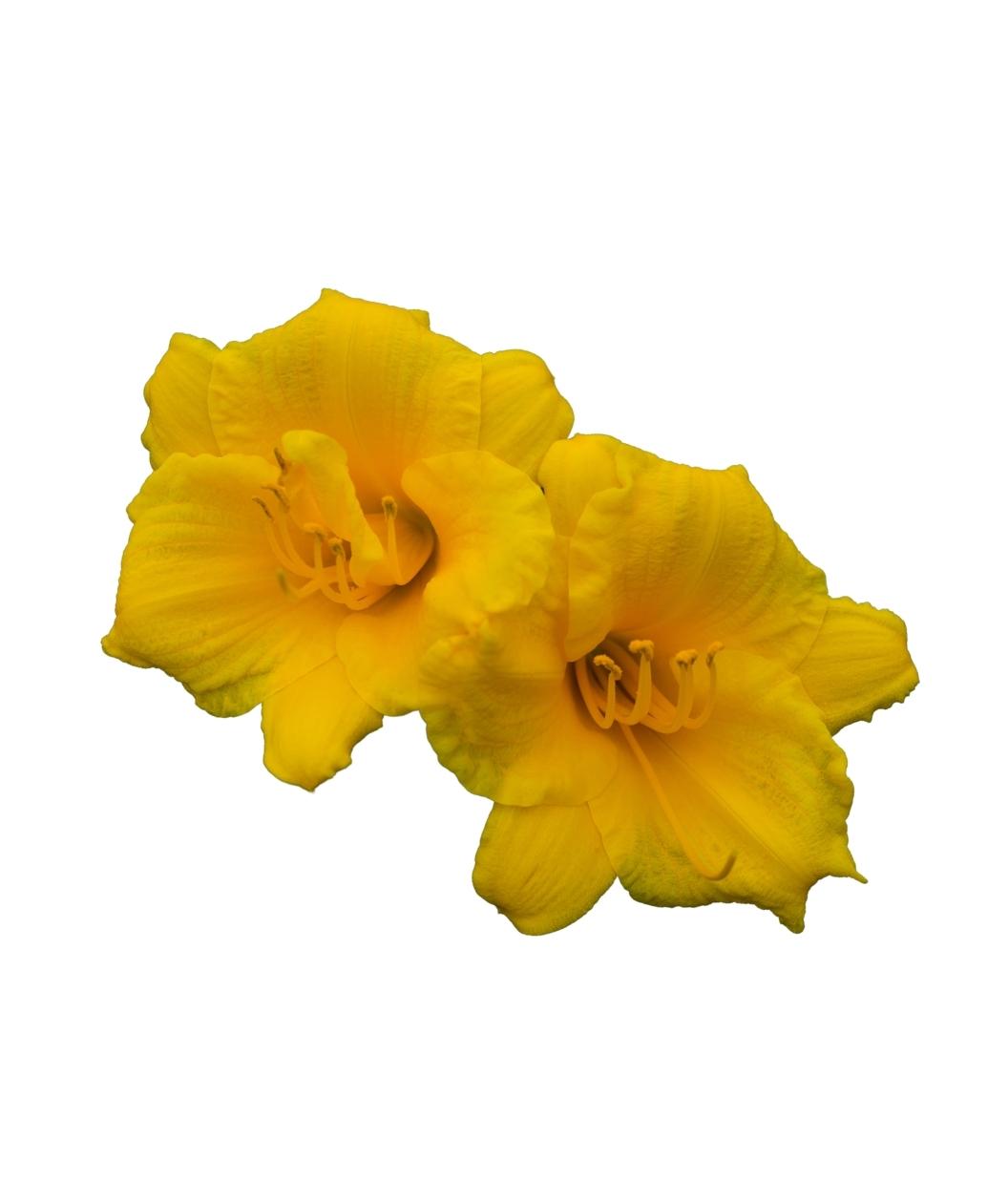 Stella de Oro Daylily perennial yellow flower on white
