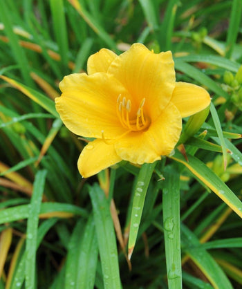 Stella de Oro Daylily perennial yellow flower upclose