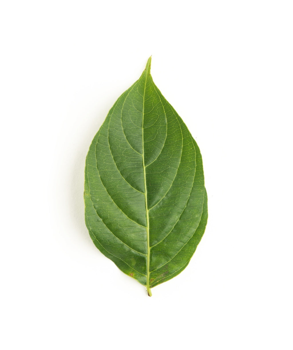 A single dark green leaf of the Stellar Pink Rutgers Dogwood on a white background