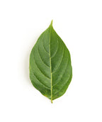 A single dark green leaf of the Stellar Pink Rutgers Dogwood on a white background