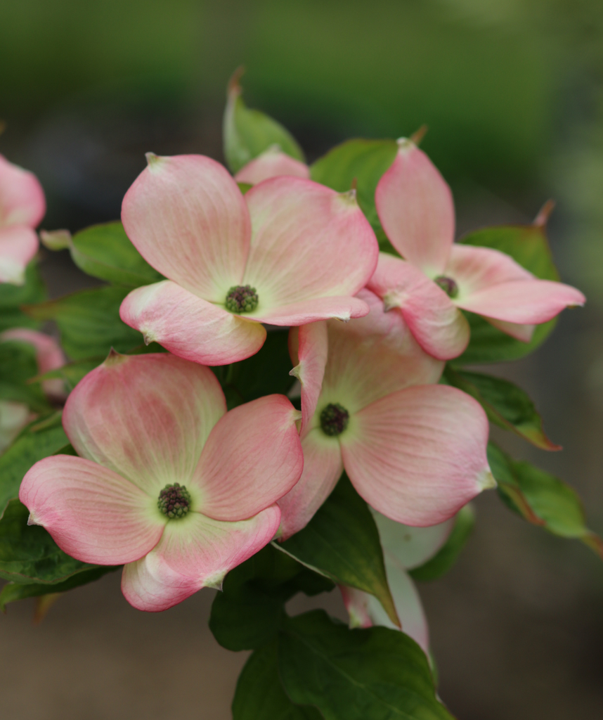 910☘️長期管理☘️タグ付⭐️PINK ICE⭐️Ashwood nurseries⭐️ StellarPink_RutgersDogwoodCopy