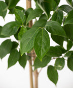 Close up of Stellar Pink Rutgers Dogwood leaf, dark green conical shaped leaf