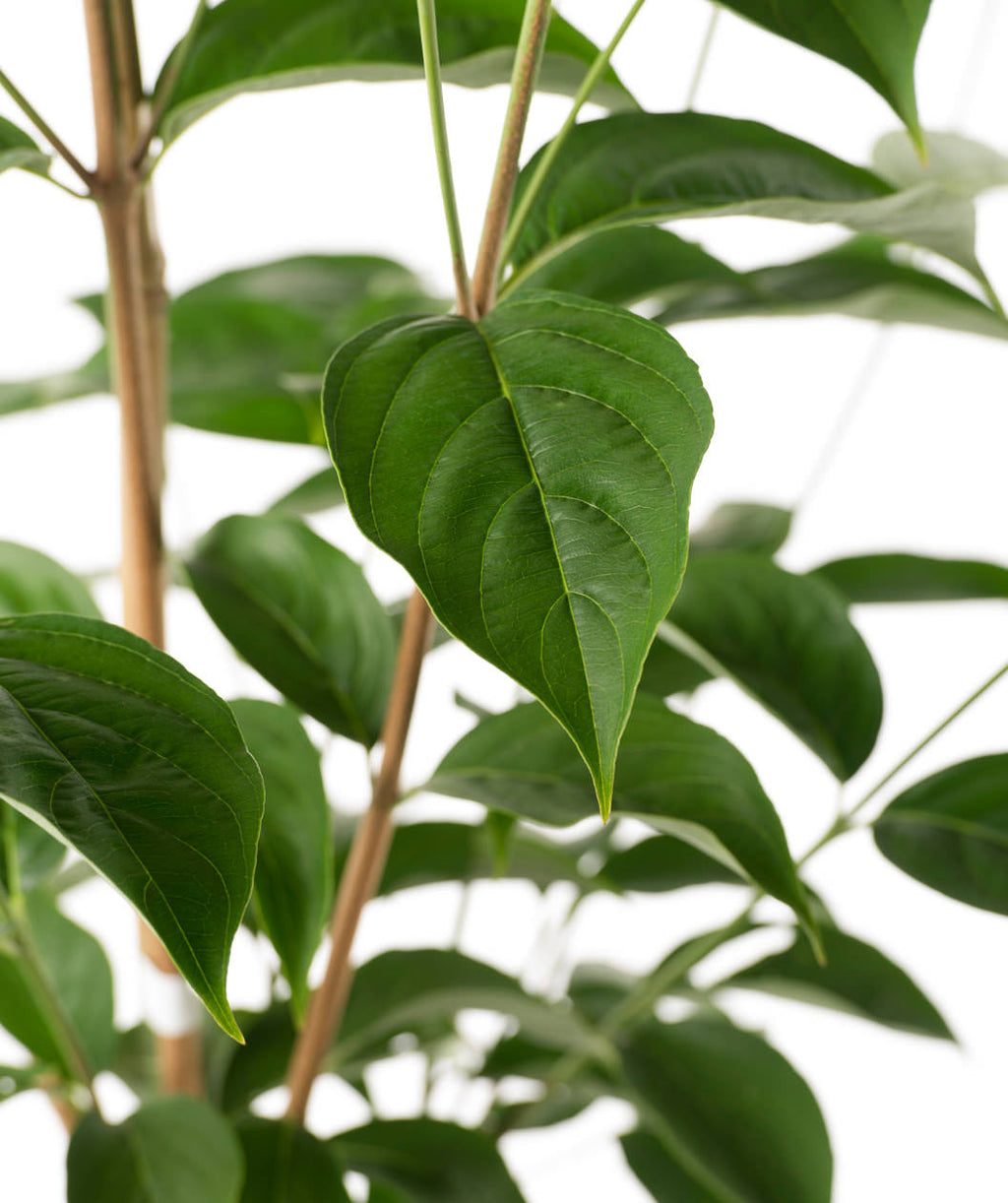 Close up of Stellar Pink Rutgers Dogwood leaf, dark green conical shaped leaf