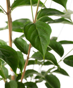 Close up of Stellar Pink Rutgers Dogwood leaf, dark green conical shaped leaf