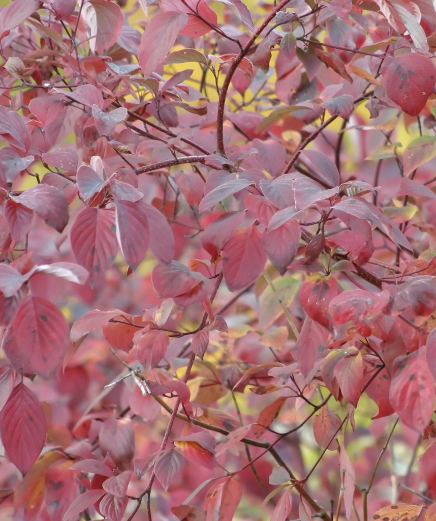 Stellar Pink® Rutgers Dogwood | Bower & Branch