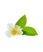A single white flower of the Japanese Stewartia with the bright green leaves behind it on a white background