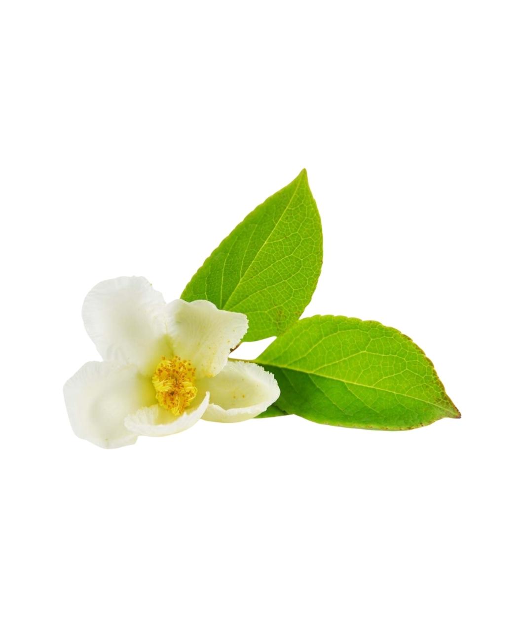 A single white flower of the Japanese Stewartia with the bright green leaves behind it on a white background