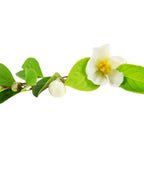 Japanese Stewartia white flowers and buds on white
