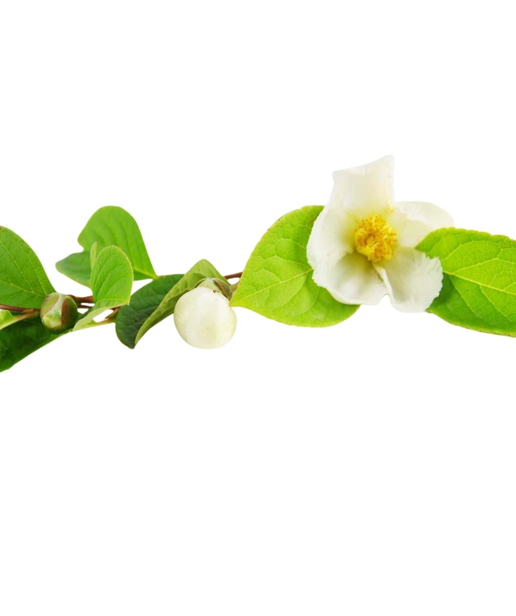 Japanese Stewartia white flowers and buds on white