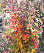 Close up of Japanese Stewartia growing on a nursery, conical shaped leaves bursting with fall colors of yellow, orange, red, and even purple, while the summer green color is also still visible