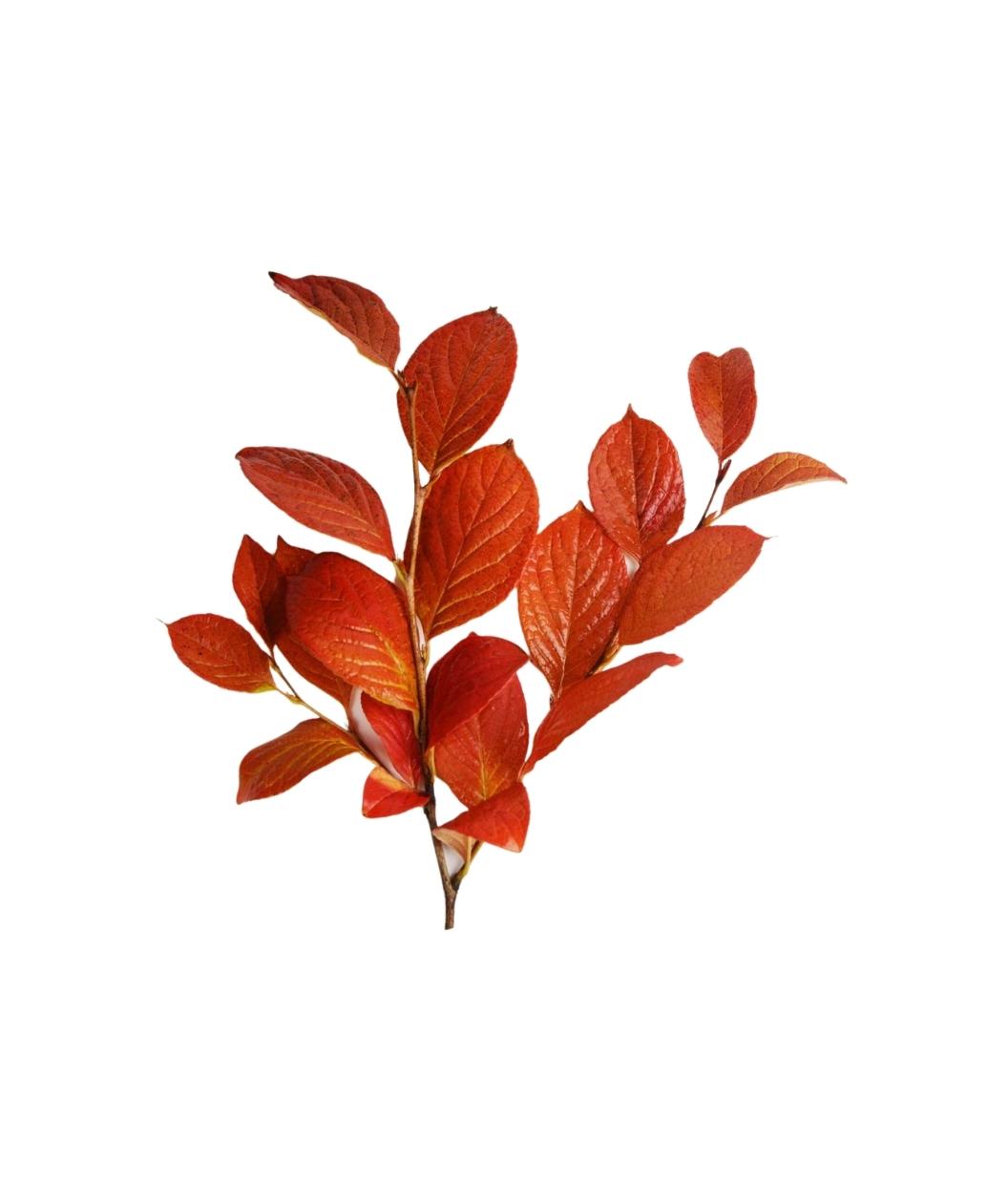 A branch of the Japanese Stewartia showing off the blazing red fall colored leaves on a white background