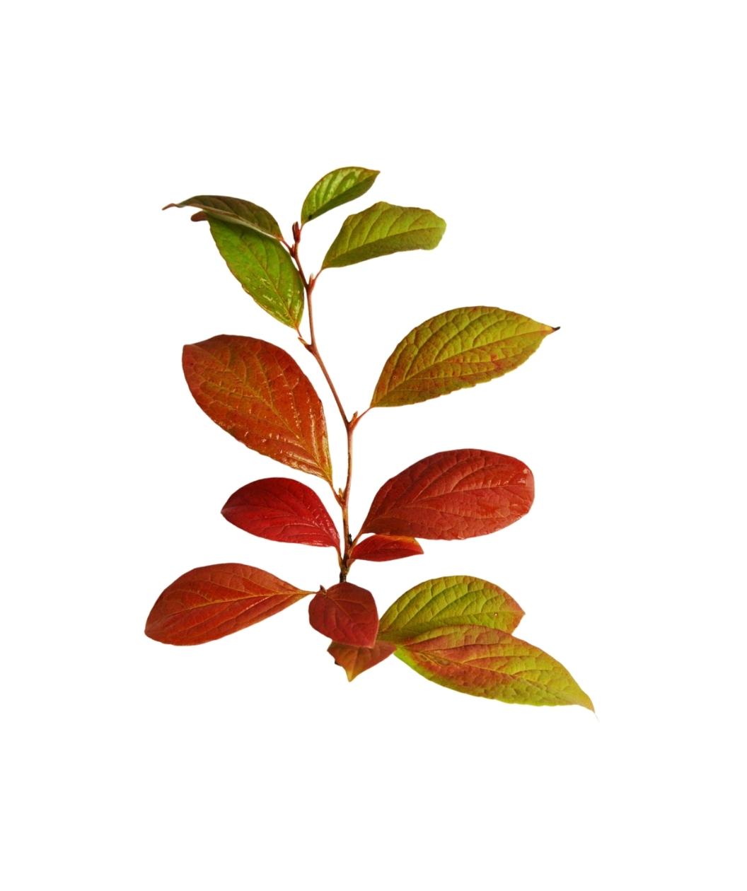 A branch of the Japanese Stewartia showing off the transition from green to deep red foliage as they change over to their fall color on a white background