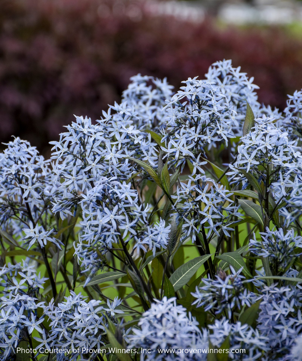 Storm Cloud Blue Star