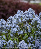 Storm Cloud Blue Star