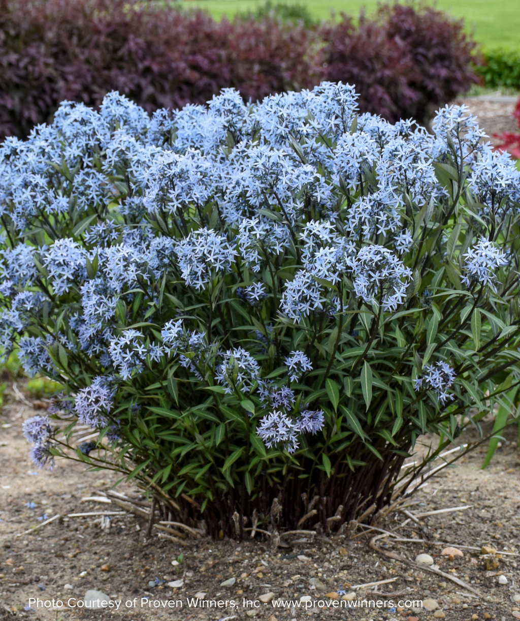 Storm Cloud Blue Star
