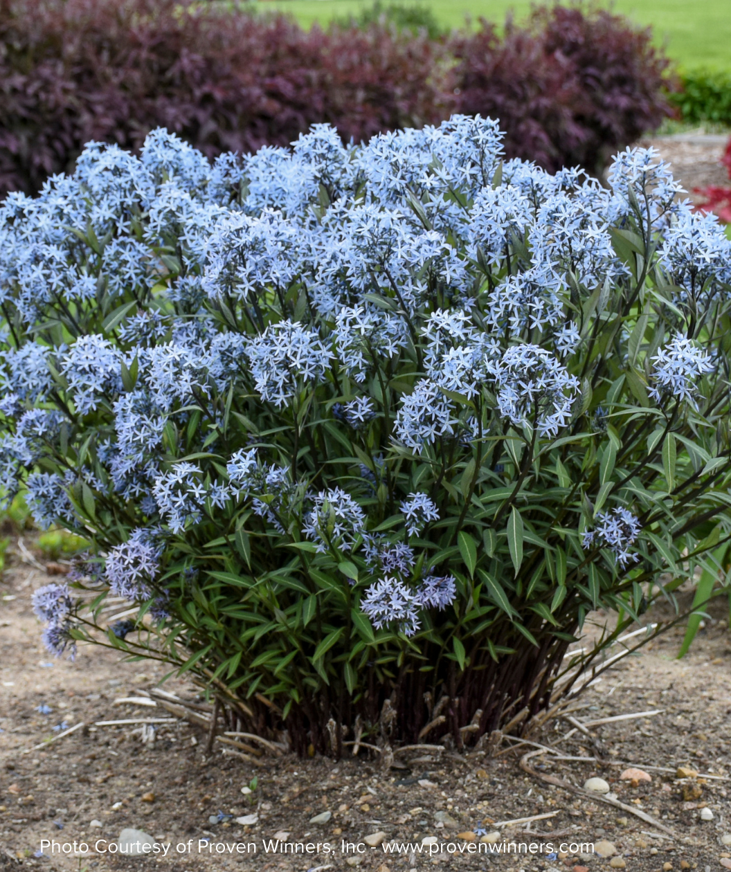 Storm Cloud Blue Star