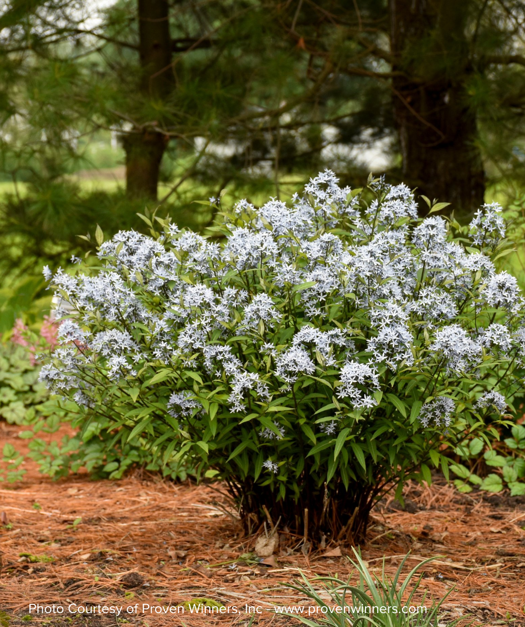 Storm Cloud Blue Star