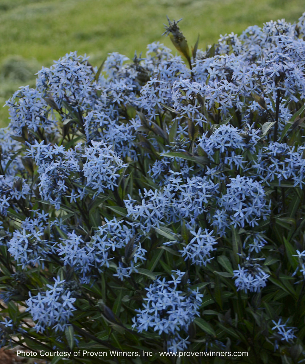 Storm Cloud Blue Star