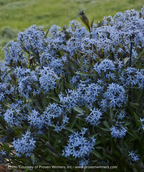 Storm Cloud Blue Star