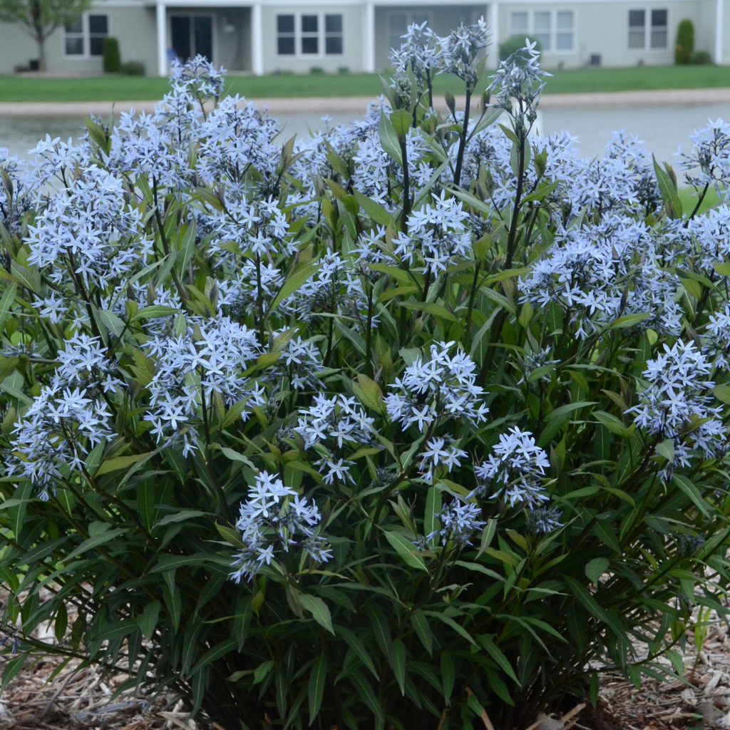 Storm Cloud Blue Star – Bower & Branch