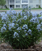 Storm Cloud Blue Star