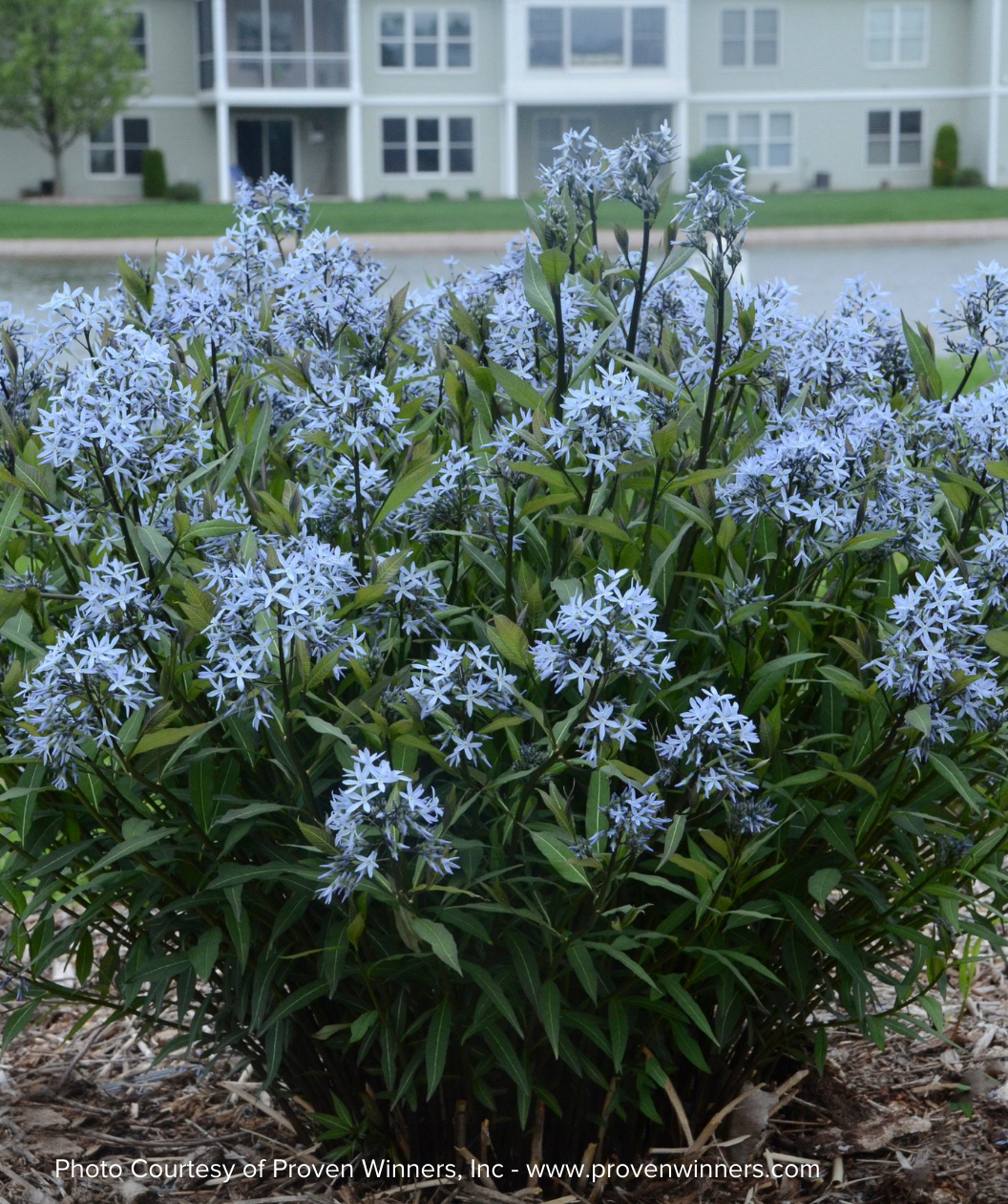 Storm Cloud Blue Star