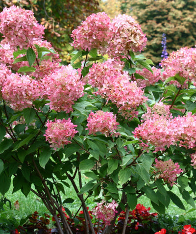 Strawberry Shake Hydrangea planted in a landscape, large pyramidal clusters of small pink and white flowers emerging from green conical shaped foliage