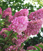 Strawberry Sundae Hydrangea closeup of hot pink flower panicles and almond-shaped green foliage