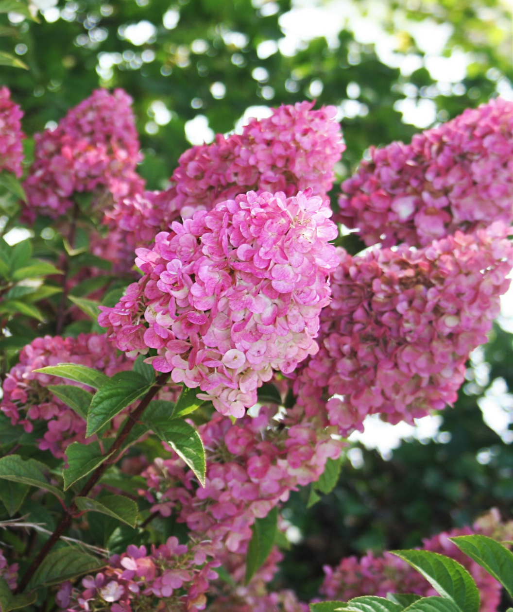 Strawberry Sundae Hydrangea closeup of hot pink flower panicles and almond-shaped green foliage