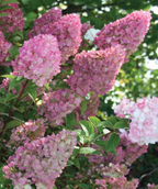 Strawberry Sundae Hydrangea white and hot pink flower panicles with almond-shaped green foliage