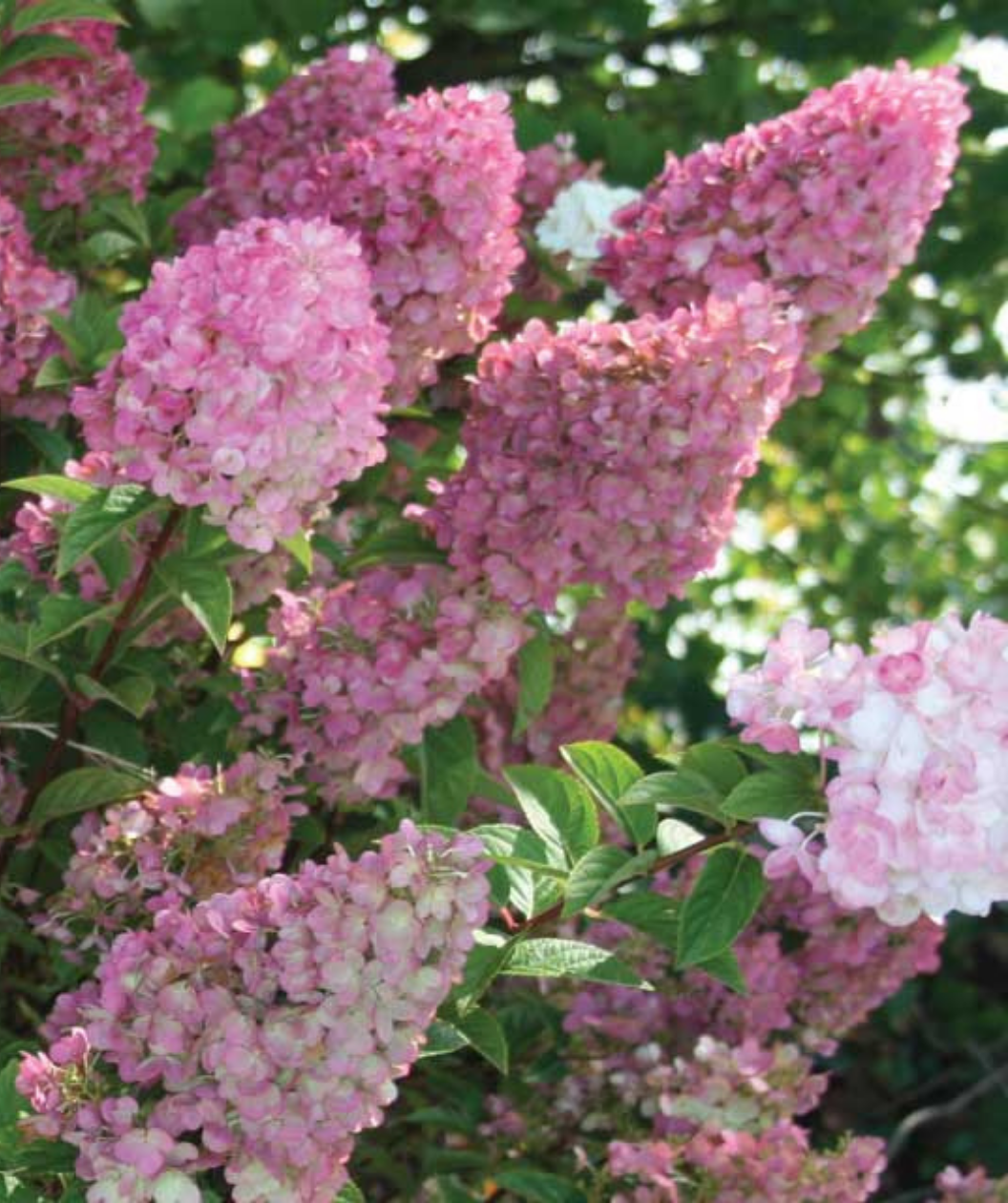 Strawberry Sundae Hydrangea white and hot pink flower panicles with almond-shaped green foliage