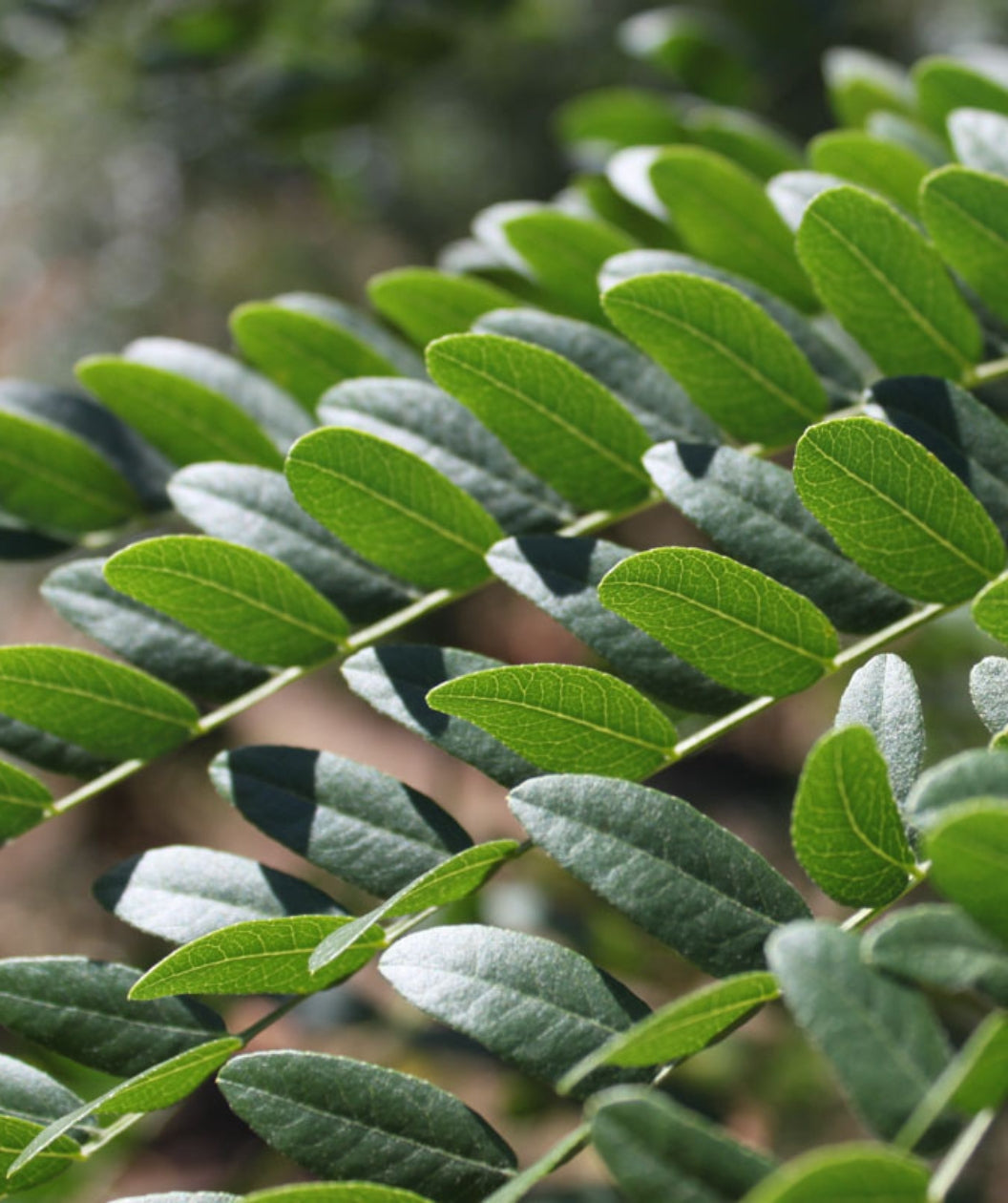 Close up of Street Keeper Honeylocust foliage, small green oval shaped foliage