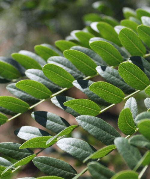 Close up of Street Keeper Honeylocust foliage, small green oval shaped foliage