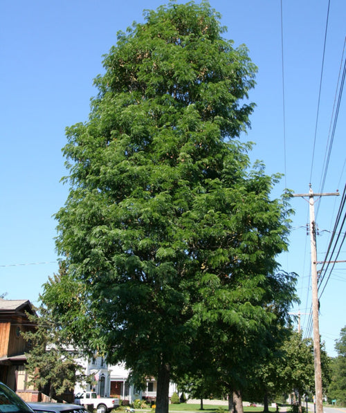 Street Keeper Honeylocust planted in a landscape, upright branching gives this tree an oval shaped uniform head with branches covered in small green oval shaped leaves