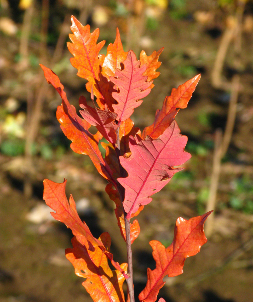 Streetspire Oak closeup of red-orange multi-lobed leaves