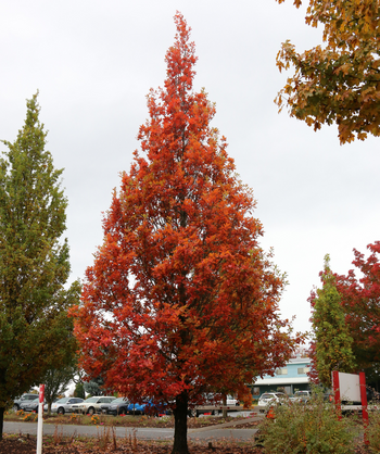 Streetspire Oak planted in urban landscape during fall with red fall colored leaves