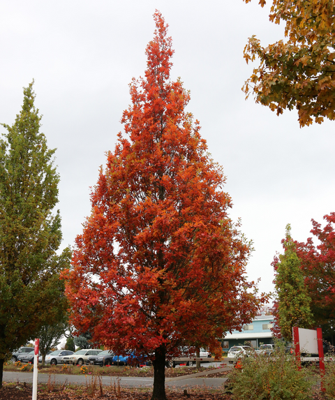 その他 red tree StreetspireOak2_36501277-9a9e-