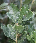 Streetspire Oak closeup of dark green multi-lobed leaves