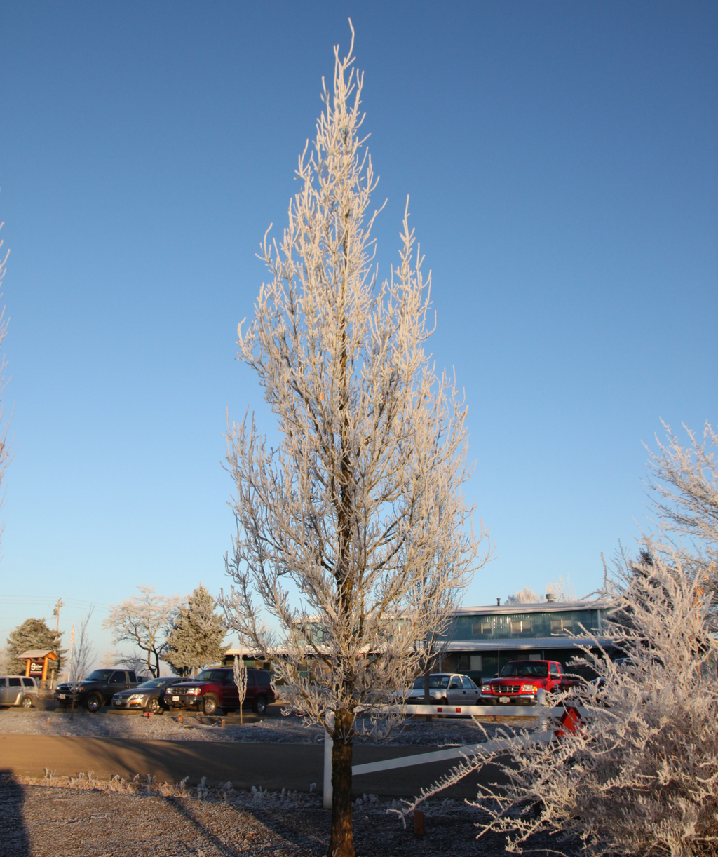 Streetspire Oak planted in urban landscape in winter with no leaves