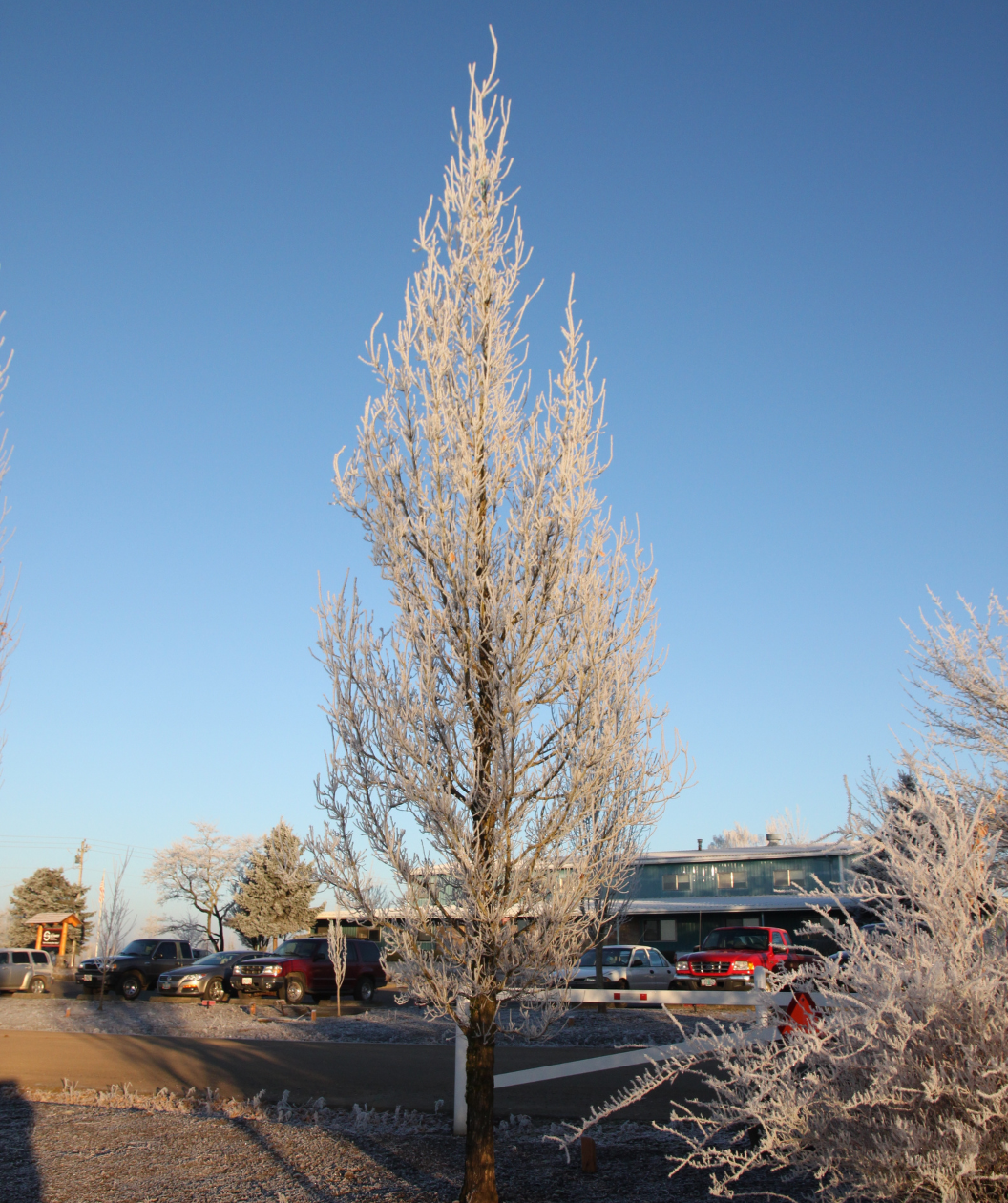 Streetspire Oak planted in urban landscape in winter with no leaves