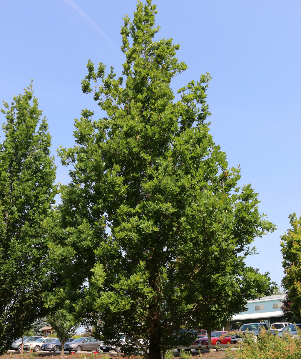 Streetspire Oak planted in landscape with spring green leaves and a blue building in the background