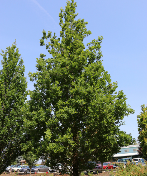 Streetspire Oak planted in landscape with spring green leaves and a blue building in the background