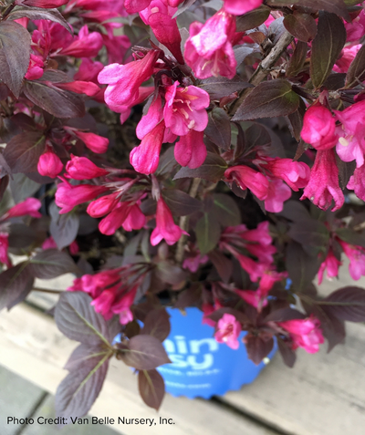 Stunner Weigela closeup of pink-red flowers and green-red foliage 