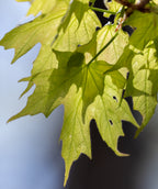 Close up of Sugar Maple leaves, lobed light green leaves