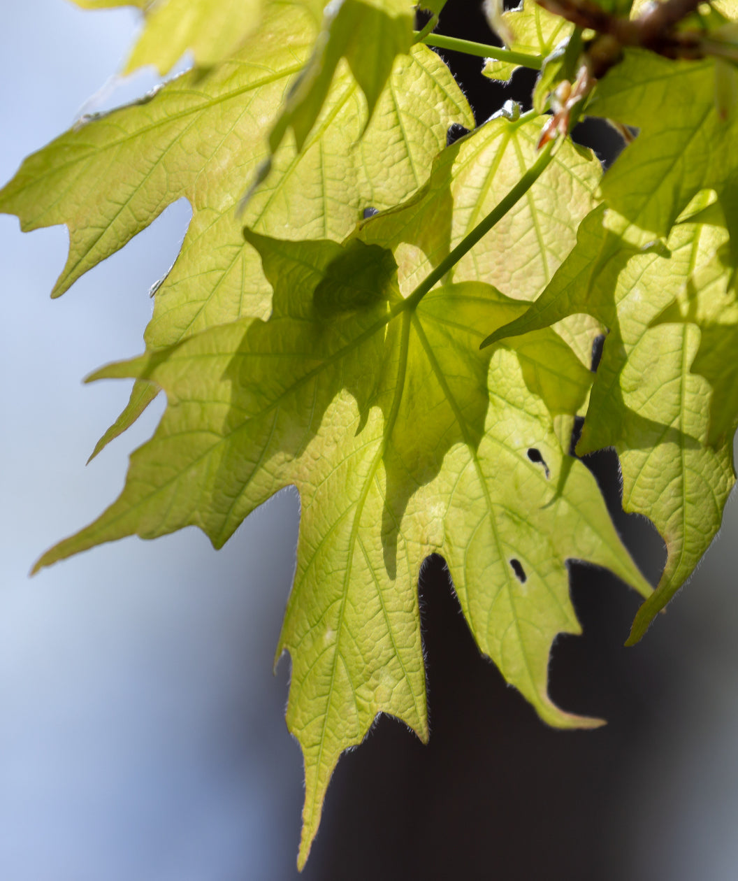 Close up of Sugar Maple leaves, lobed light green leaves