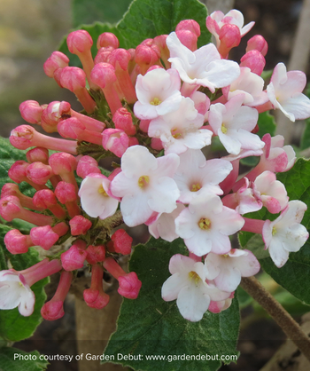 Sugar N Spice Viburnum closeup of white flowers and pink buds in a flower cluster