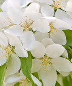 Close up of Sugar Tyme Flowering Crabapple flowers. small white fragrant flowers emerging from green conical shaped leaves