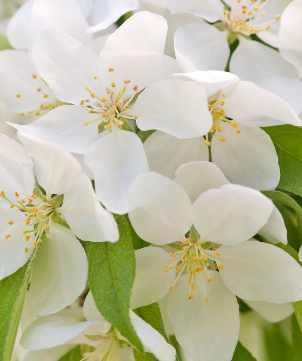 Close up of Sugar Tyme Flowering Crabapple flowers. small white fragrant flowers emerging from green conical shaped leaves