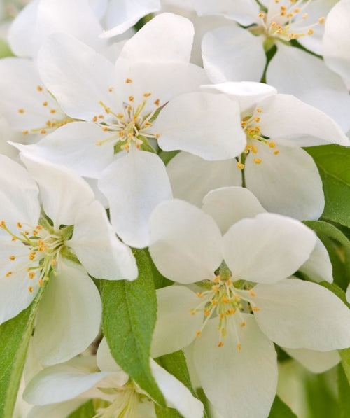 Close up of Sugar Tyme Flowering Crabapple flowers. small white fragrant flowers emerging from green conical shaped leaves