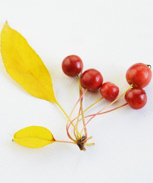 Sugar Tyme Flowering Crabapple fall leaves and berries on white, yellow conical shaped fall color leaves attached to small round red berries